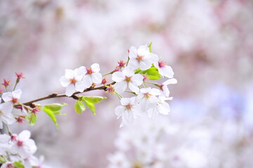 Cherry Blossom