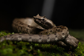 Mexican Horned Pit Viper Ophryacus undulatus