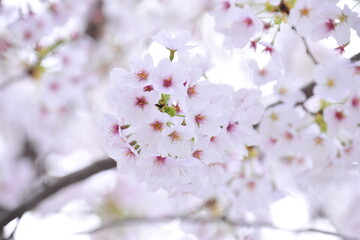 Cherry Blossom