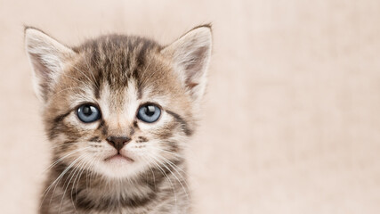 Close up portrait of cute tabby kitten with copy space