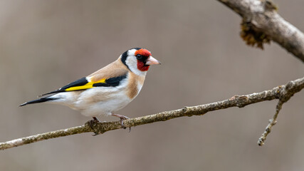 bird, ast, natur, wild lebende tiere, stieglitz, tier, baum, robin, wild, finch, 