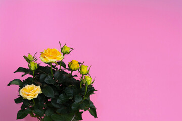 A bouquet of yellow roses on a pink background. The concept of minimalism. A card with a copy of the place for the text. Greeting card layout. Mockup.