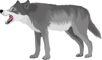 vector wolf (Canis lupus), also known as the gray wolf 