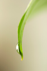 green leaf with water droplet