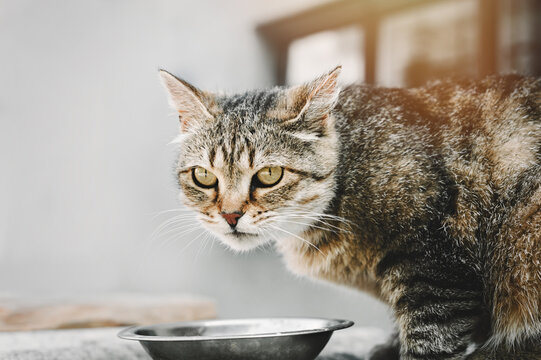 A beautiful tabby cat sits on the street near a bowl of food. Cat eats food.