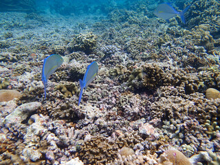 モルディブ　シュノーケル