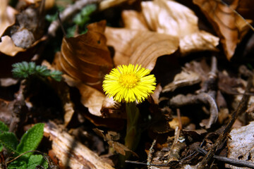 Coltsfoot 