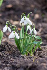 Snowdrops in early spring in Kiev. Listed in the Red Book
