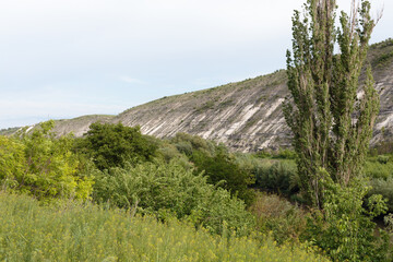 Lombardy poplar on the mountain slope.