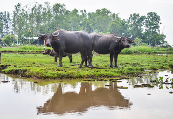 Buffalo in Thale Noi, Phatthalung Province, Thailand