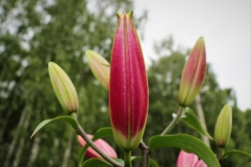 Close up of pink lily bud on a blurred background.