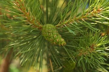 Growing green pine cone on a tree in the shade.