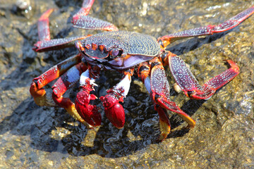 rote_Klippenkrabbe