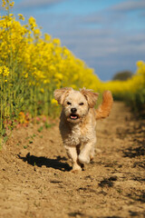 small brown mixed dog is running in a rape seed field