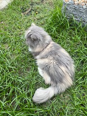 focus on a little Persian cat is sitting on the green yard in the home garden
