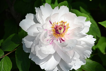 Peony flower blossoms come in many different colors and shades - here is a closeup of a white peony with some pink shade in it - gorgeous  © Traveller