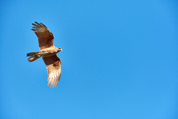 View of view of a Chimango caracara in flight, Patagonia, Argentina