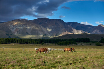 Scene view of horses on a green meadow against Andes mountains in Esquel, Patagonia, Argentina