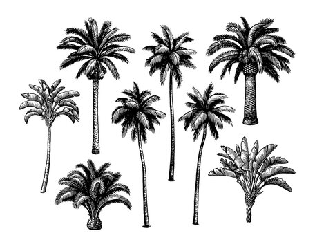 Palm tree set.