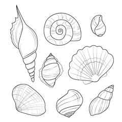 Set of seashells isolated on white background. Vector drawing of seashells. Coloring page from seashells. Marine theme, summer, ocean