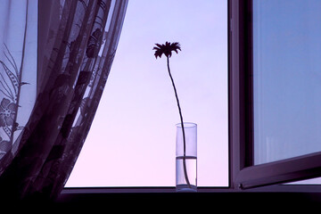 A flower on the windowsill. An open window. Silhouettes