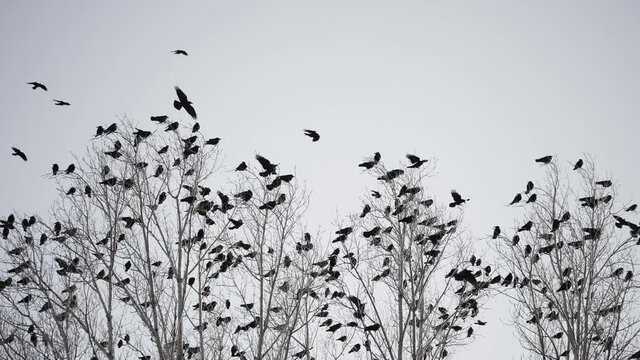 flock of birds flying in the sky crows. chaos surprise of death concept. group of birds flying in the sky. black fright crows in a group circling against fly the sky. migration movement of birds