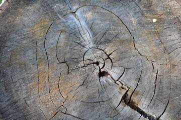 Bark texture, wood background