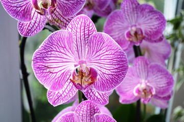 Beautiful lilac orchid flower on the background of other flowers. 