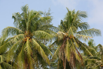 Fototapeta na wymiar Coconut palms on the paradise coconut island