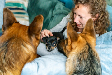 Young woman is sitting on the sofa with her little Jack Russell Terrier puppy in her arms. Two out of focus German Shepherds are looking curiously at the puppy. Selective focus