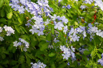 Green summer garden of resort exterior