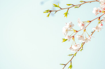 桜と葉っぱ