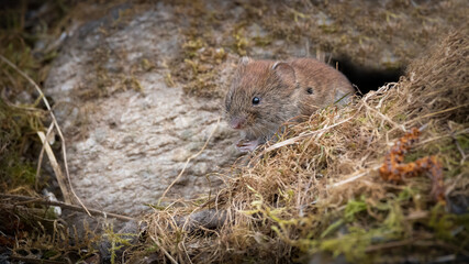 tier, säugetier, nager, wild lebende tiere, natur, 