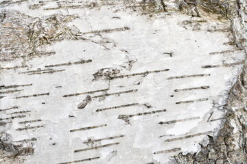 Bark texture, wood background