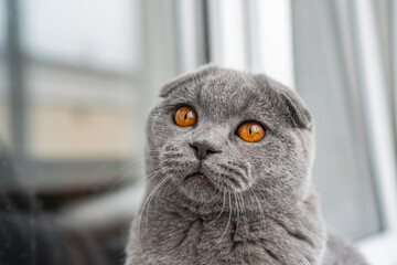 British Shorthair Fold cat of gray color sits on the window