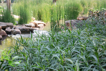 Green summer garden of resort exterior