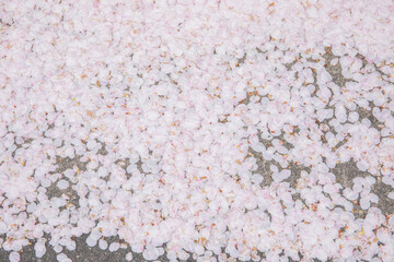 桜の花びら