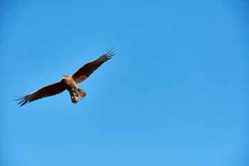 View of view of a Chimango caracara in flight, Patagonia, Argentina