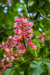 Beautiful colorful flowers in early spring growing in the city park. Vienna, Austria.