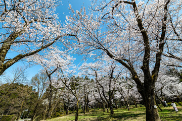 Fototapeta premium 林業試験場樹木公園の染井吉野が満開