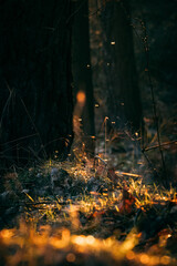 forest flies at sunset in forest