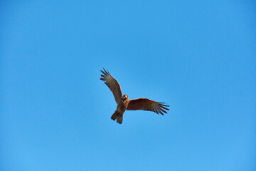 View of view of a Chimango caracara in flight, Patagonia, Argentina