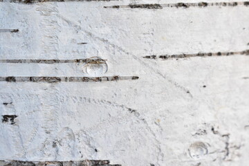 Bark texture, wood background