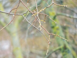 branch of a tree