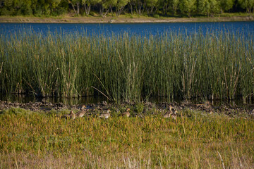 Duck family near lake shore and reeds in the water at Urban Natural Reserve La Zeta Lagoon, Esquel, Patagonia, Argentina 
