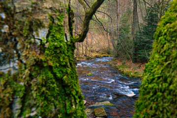 river in the forest