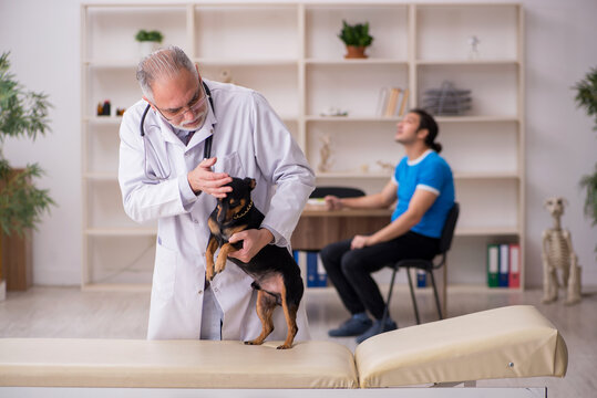 Old male vet doctor examining dog in the clinic