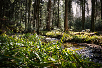 forest in spring