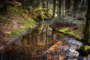 stream in the forest