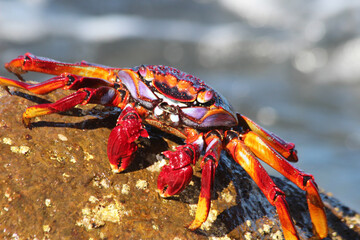 rote_Klippenkrabbe